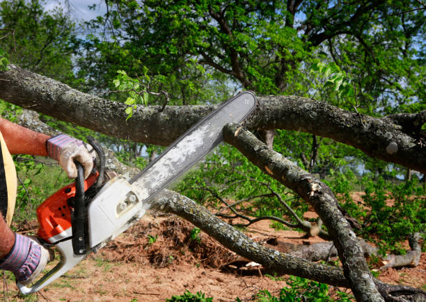 How Our Tree Care Process Works  in  Underwood, IA